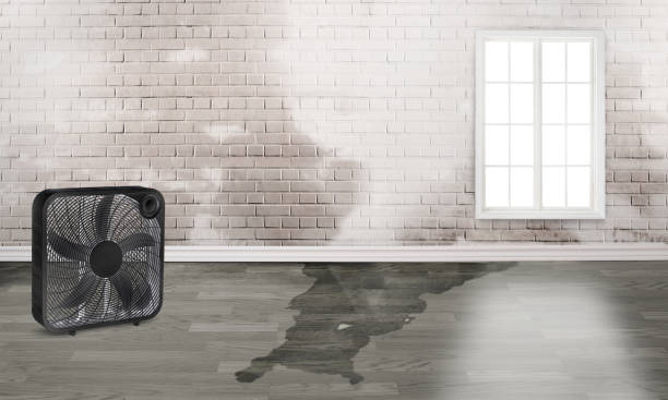 Best Water damage restoration specialists  in Columbus, MS